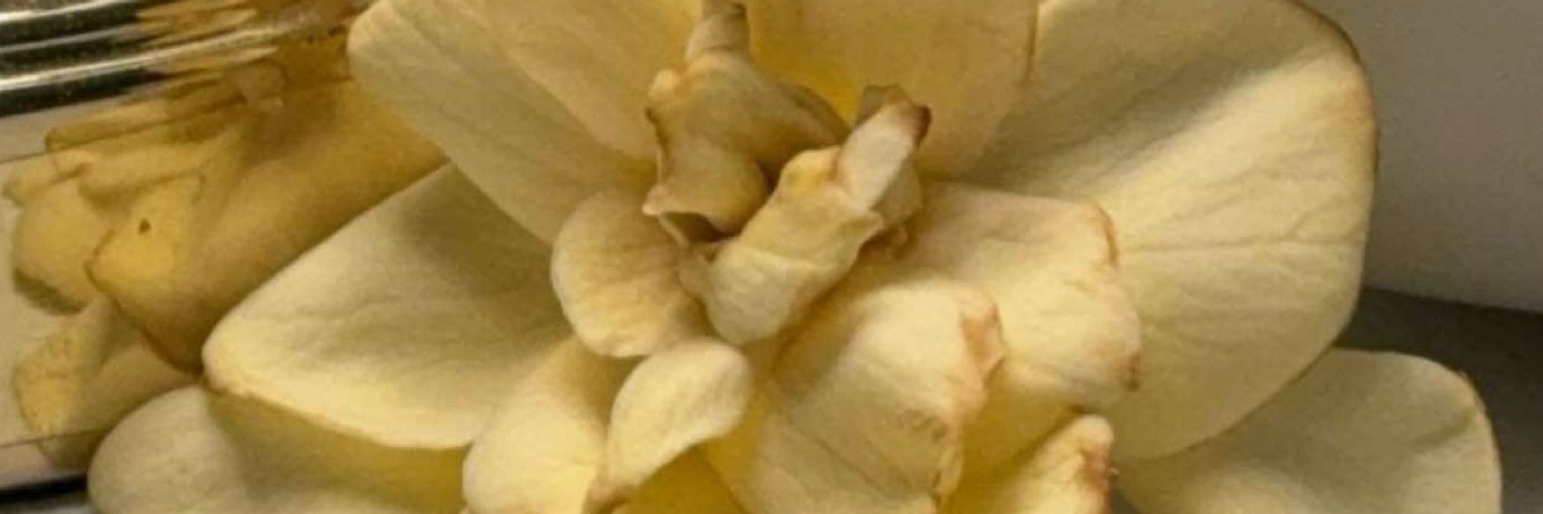 Lily Luminous (Lily Ma'am)
