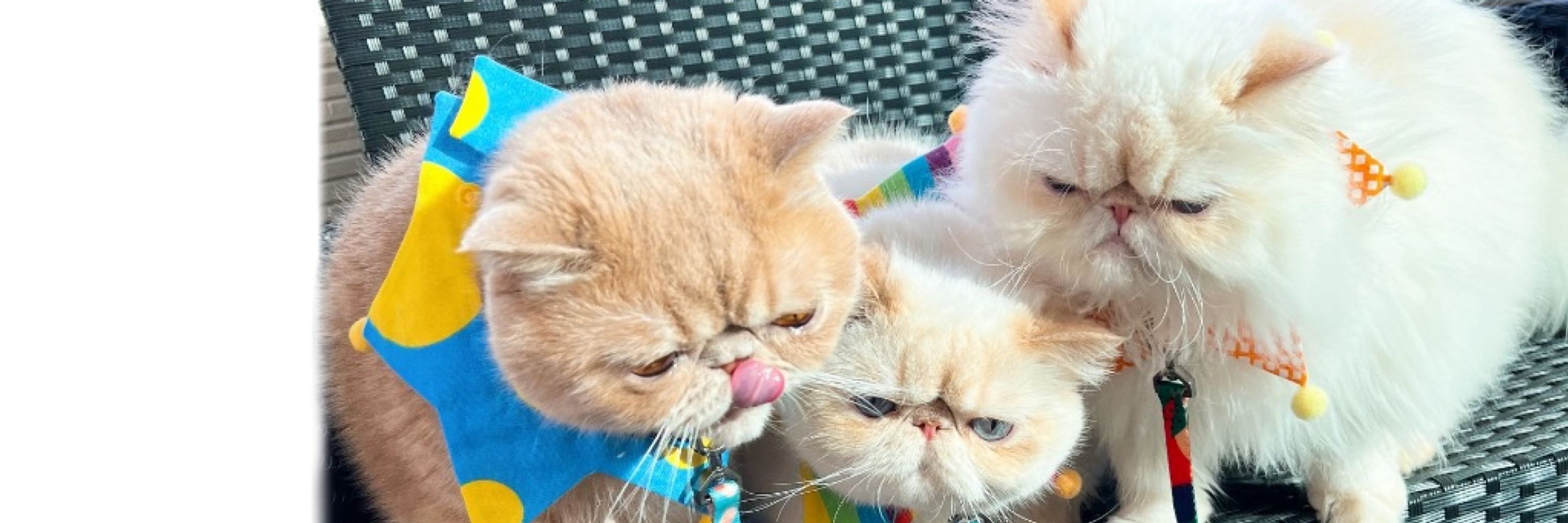 MUMU＆CHELSEA