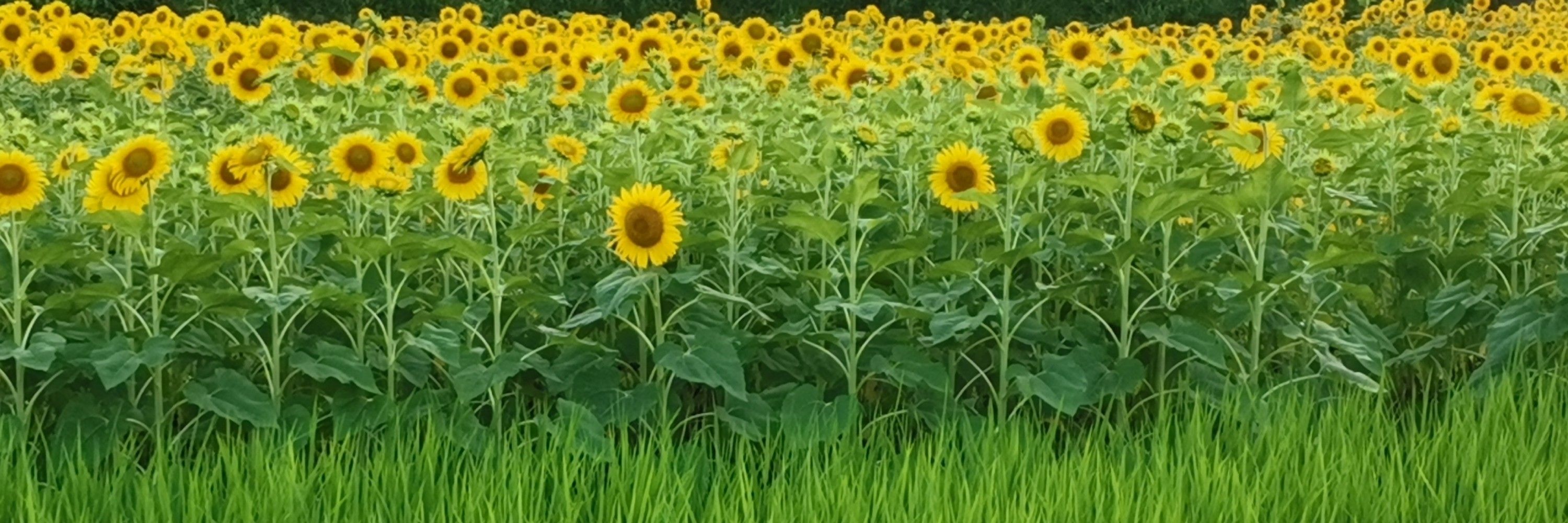 小波