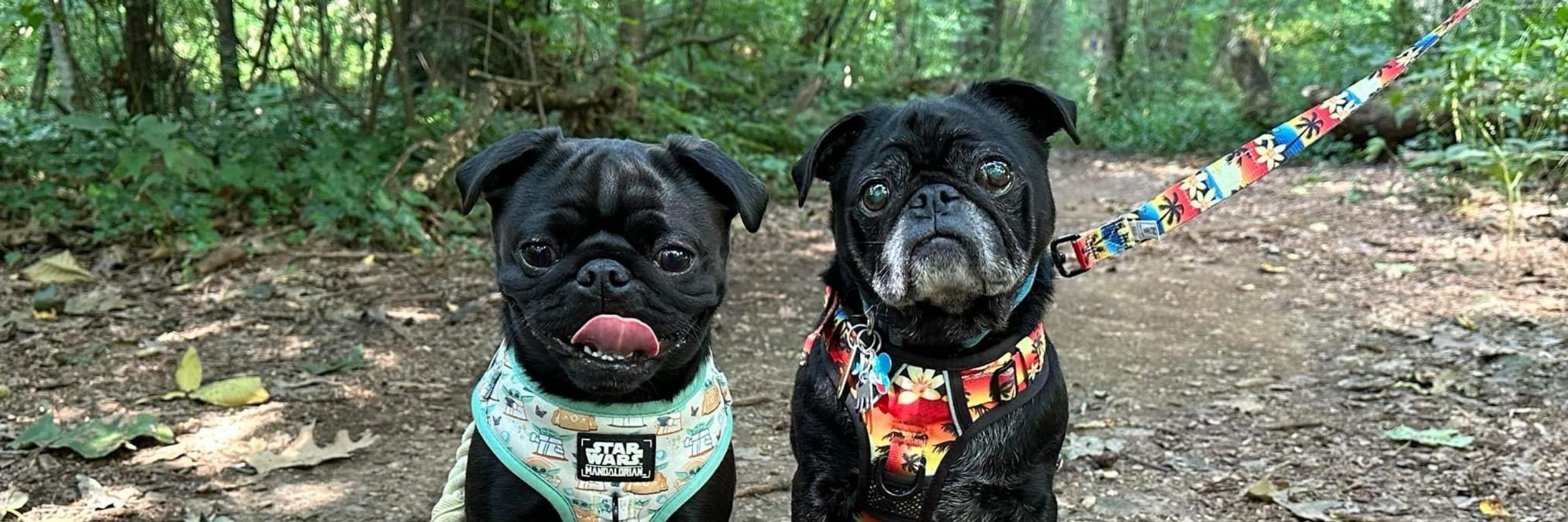 Anderson Pooper & Pixel