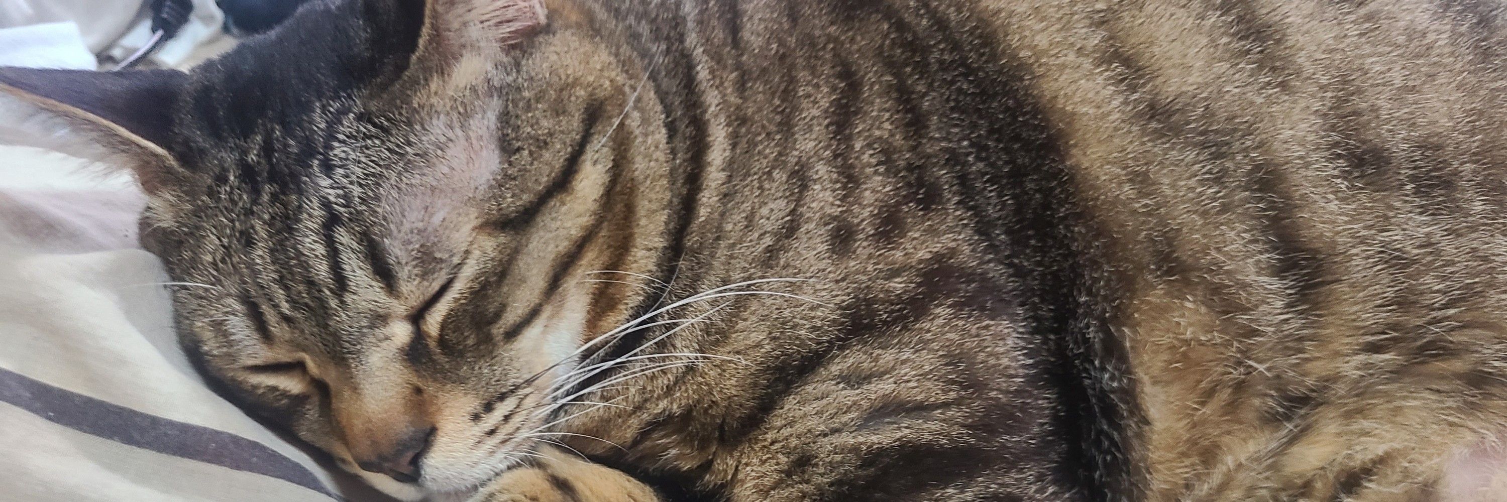 猫さんど