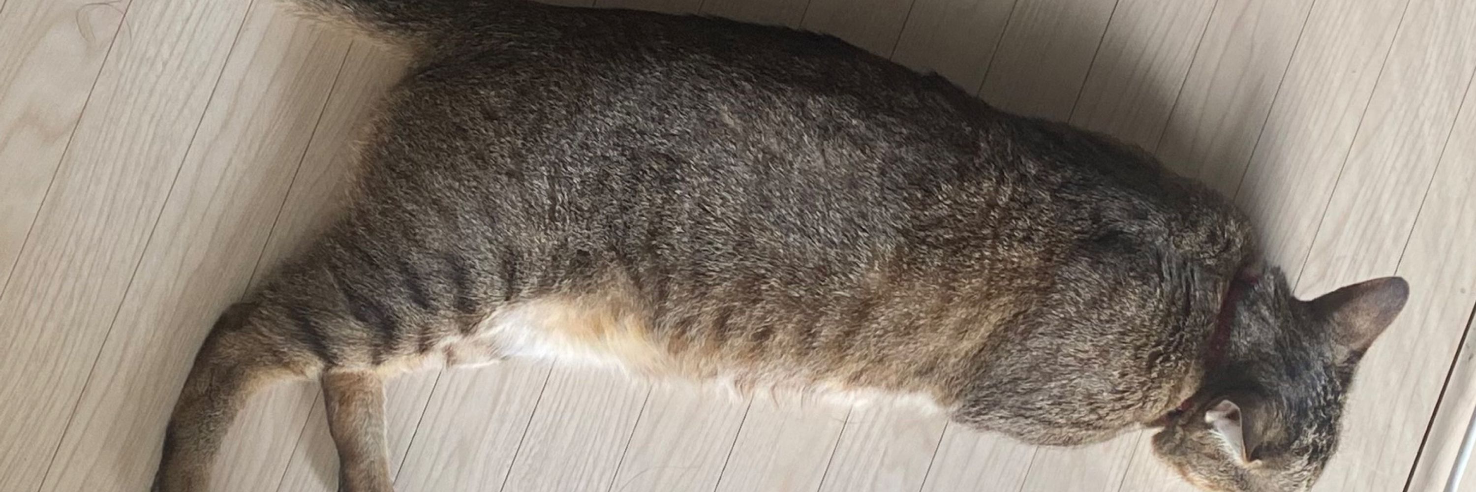 みず