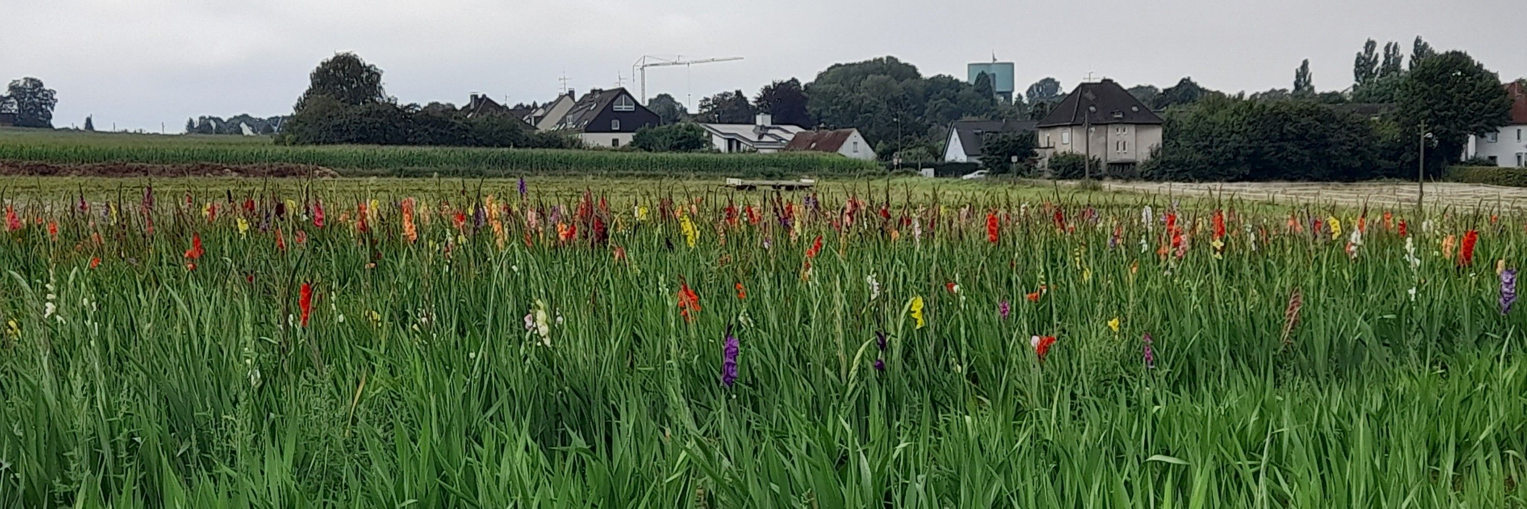 Herminsche