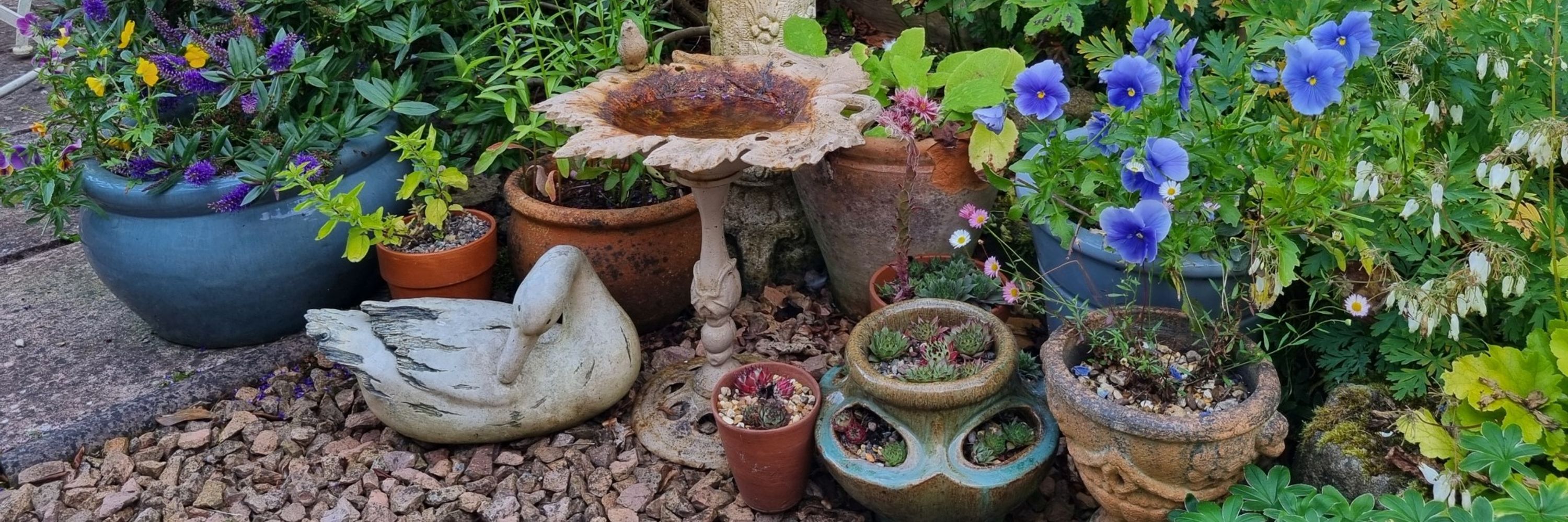 Wrens&Robins