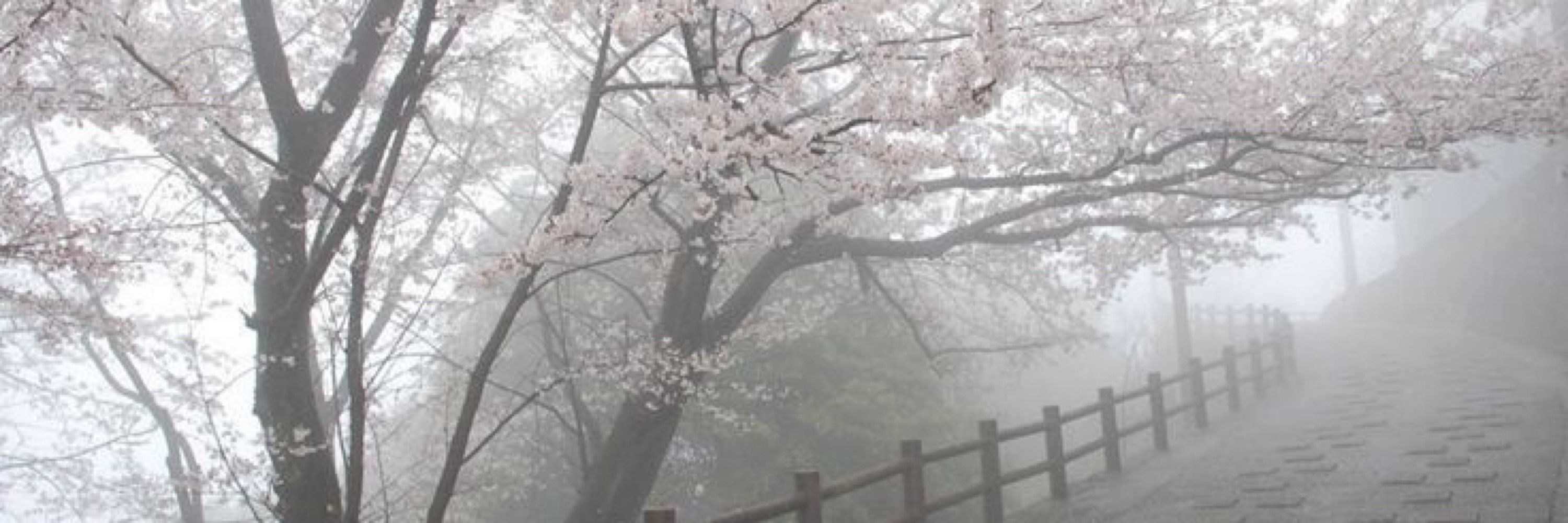 Hachi