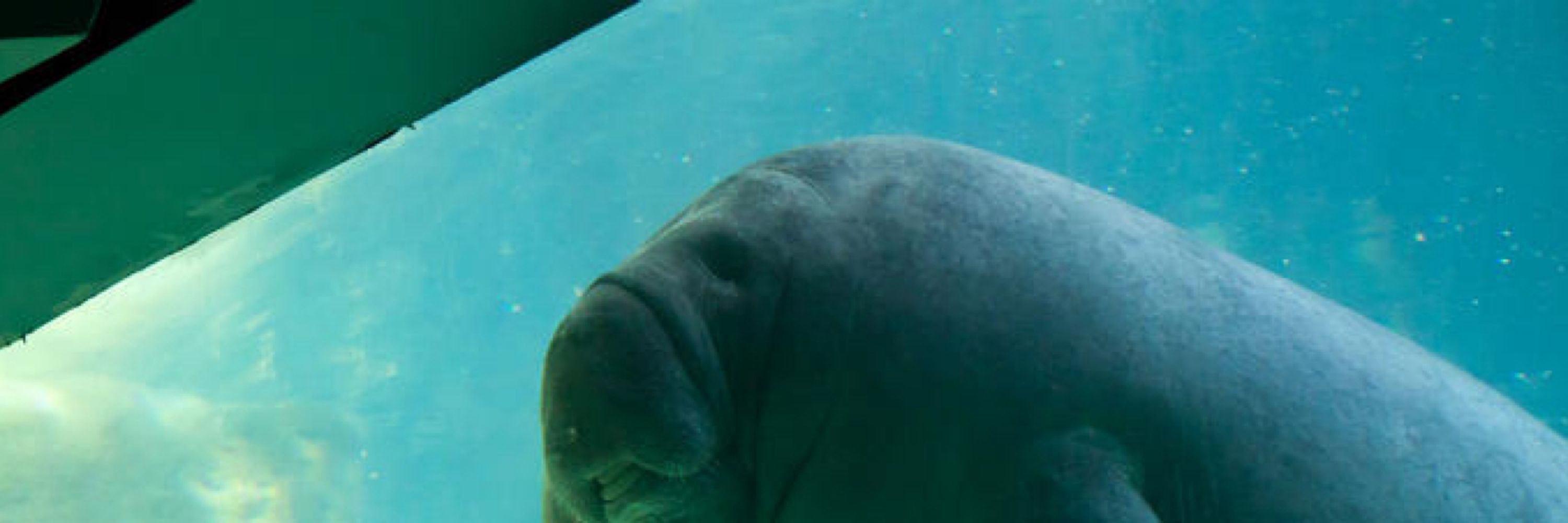 Overlord Manatee