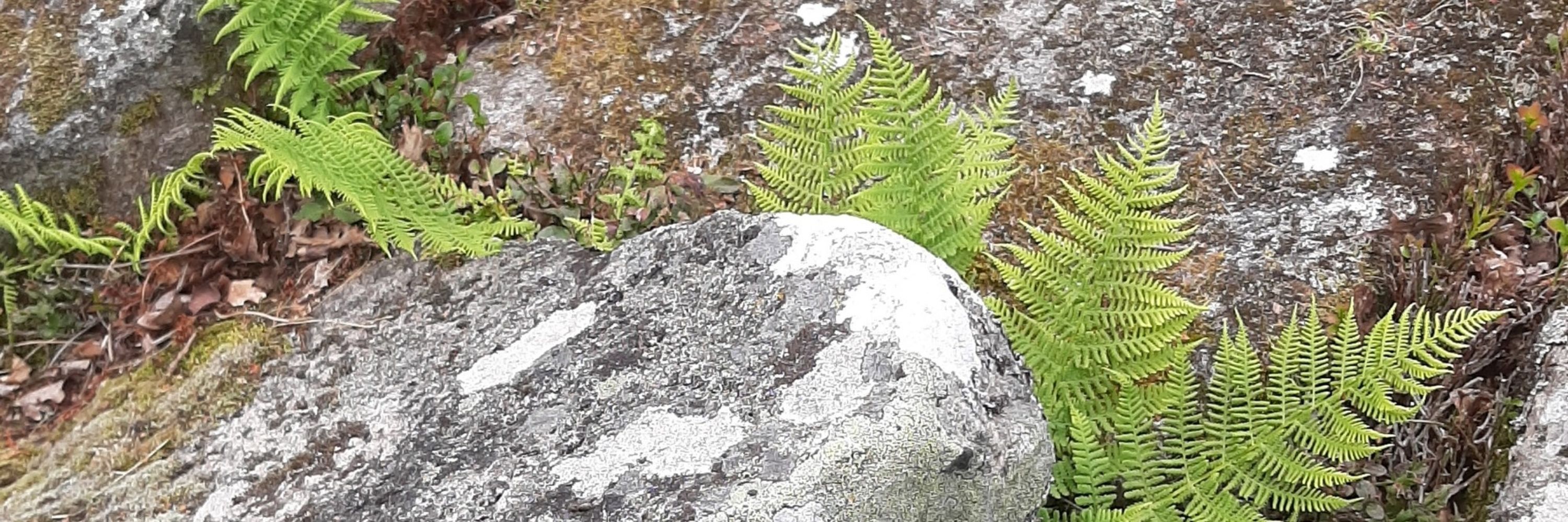 Liott Volant 🌿