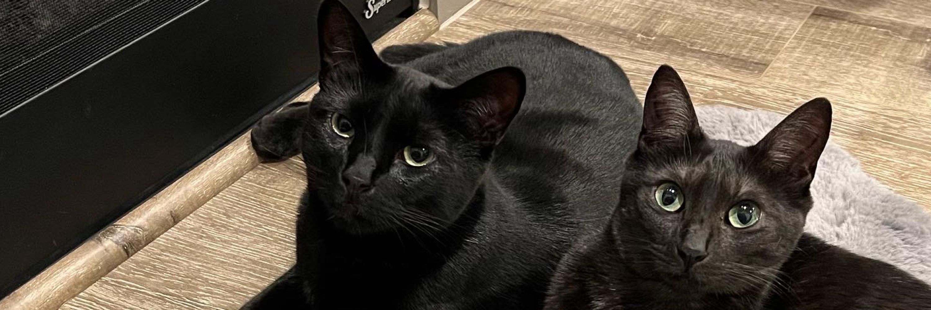 Sirius ✨ + Luna 🌙