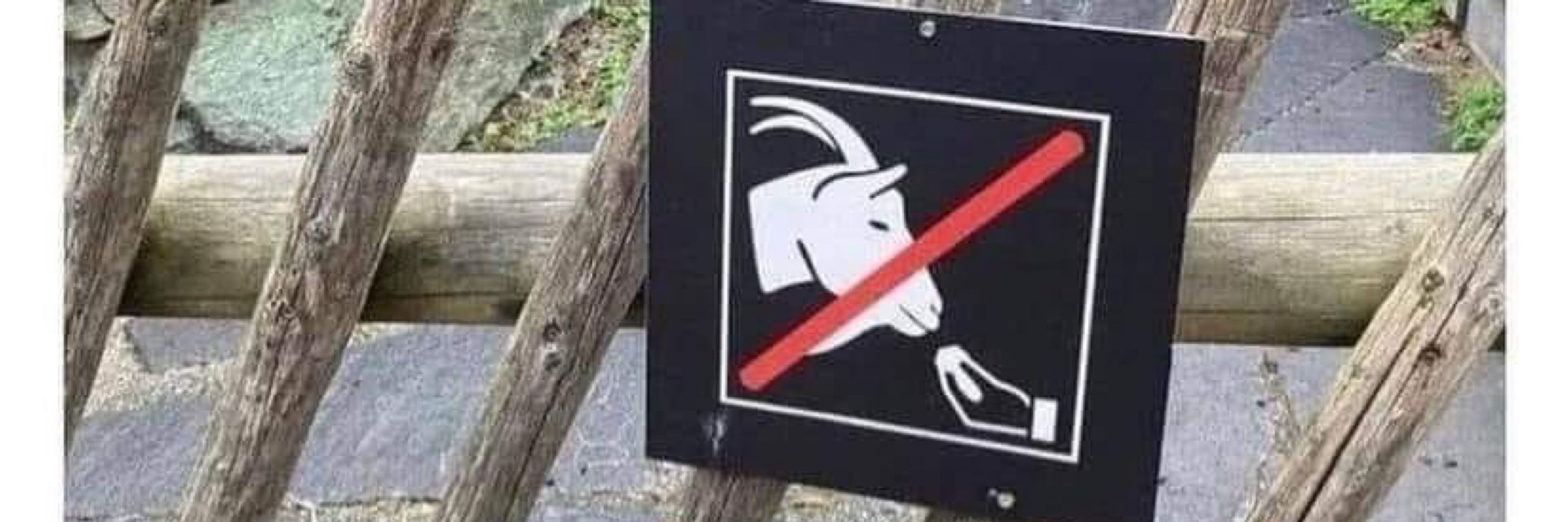 LoganGoat