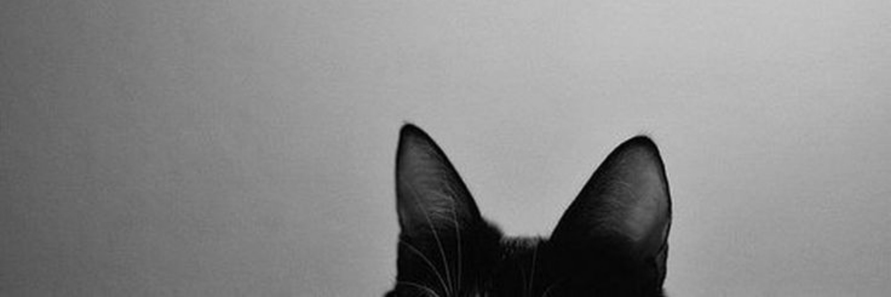 𝐭𝐢𝐧𝐞🐈‍⬛📖a prisão do rei