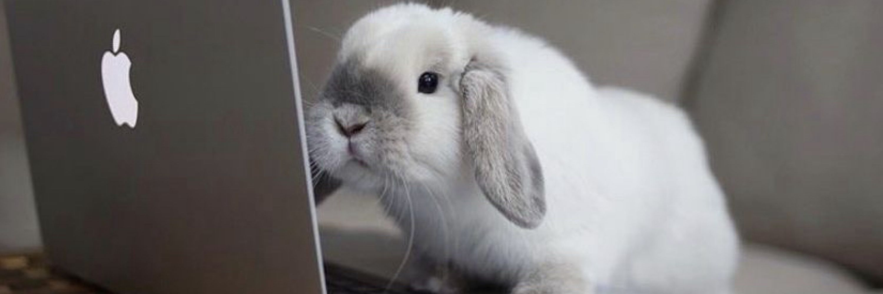 Bunni✨