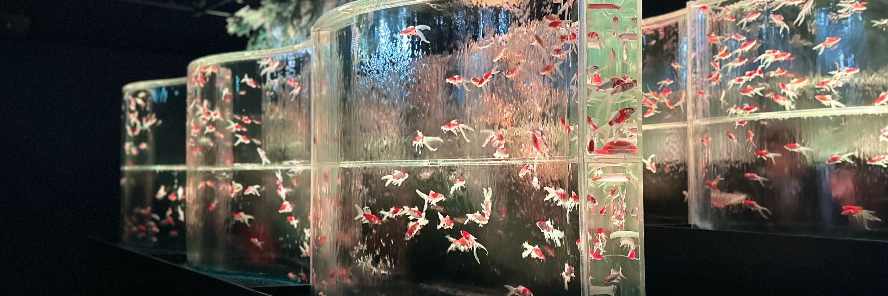 桜菜