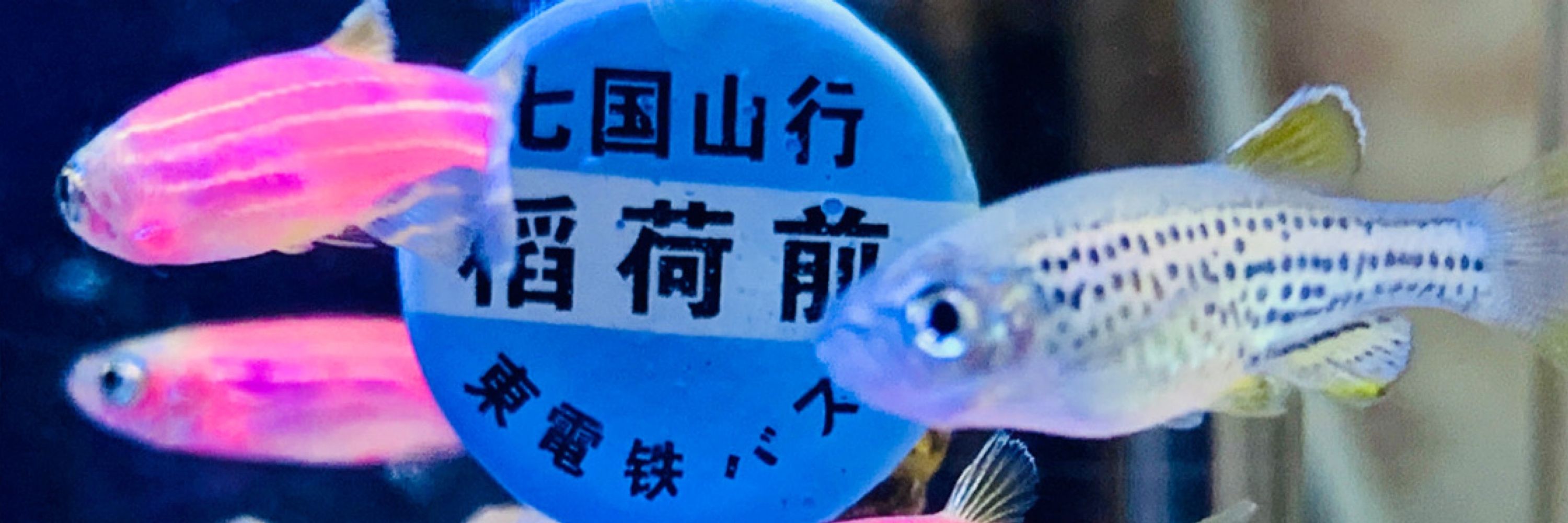 荻野ミル