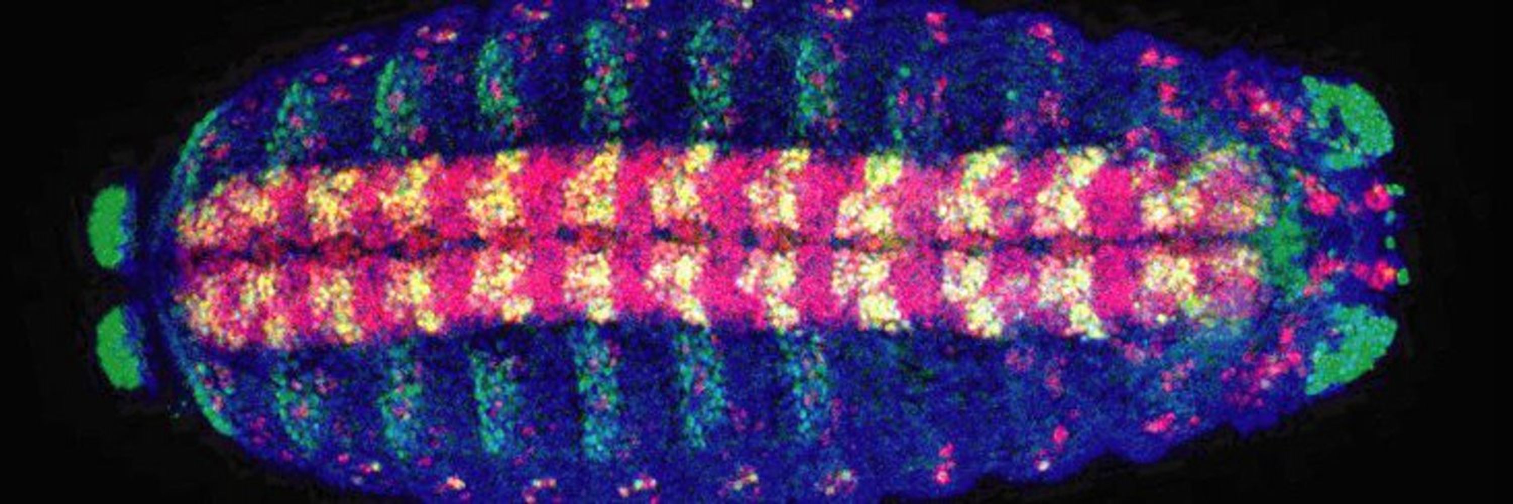 International Society of Developmental Biology