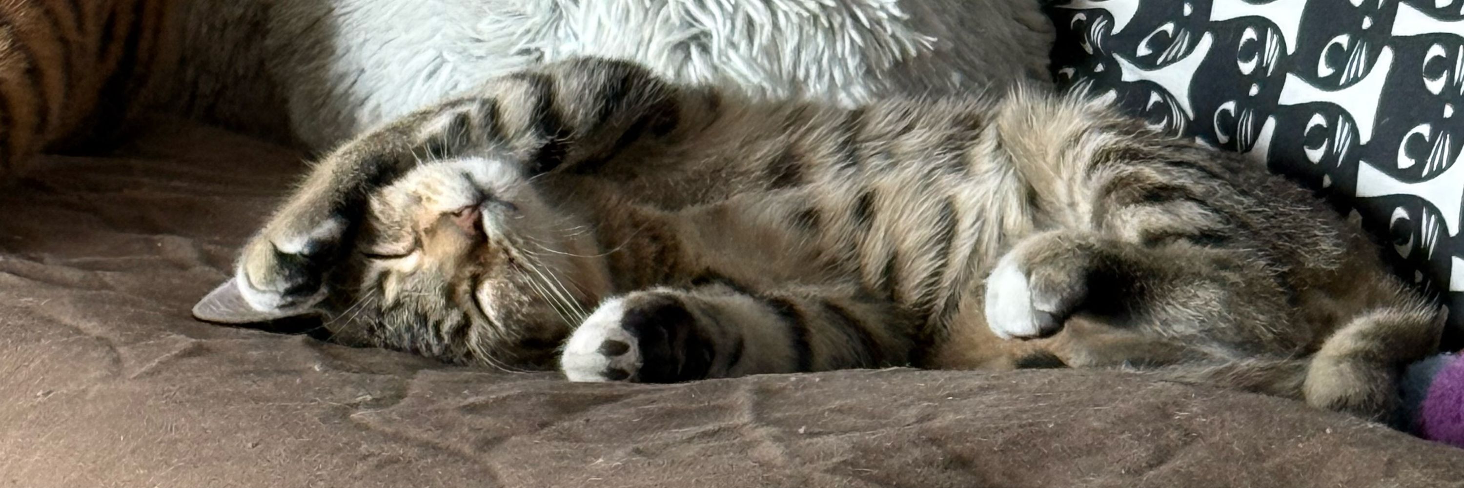 stinky bby boi purrcy