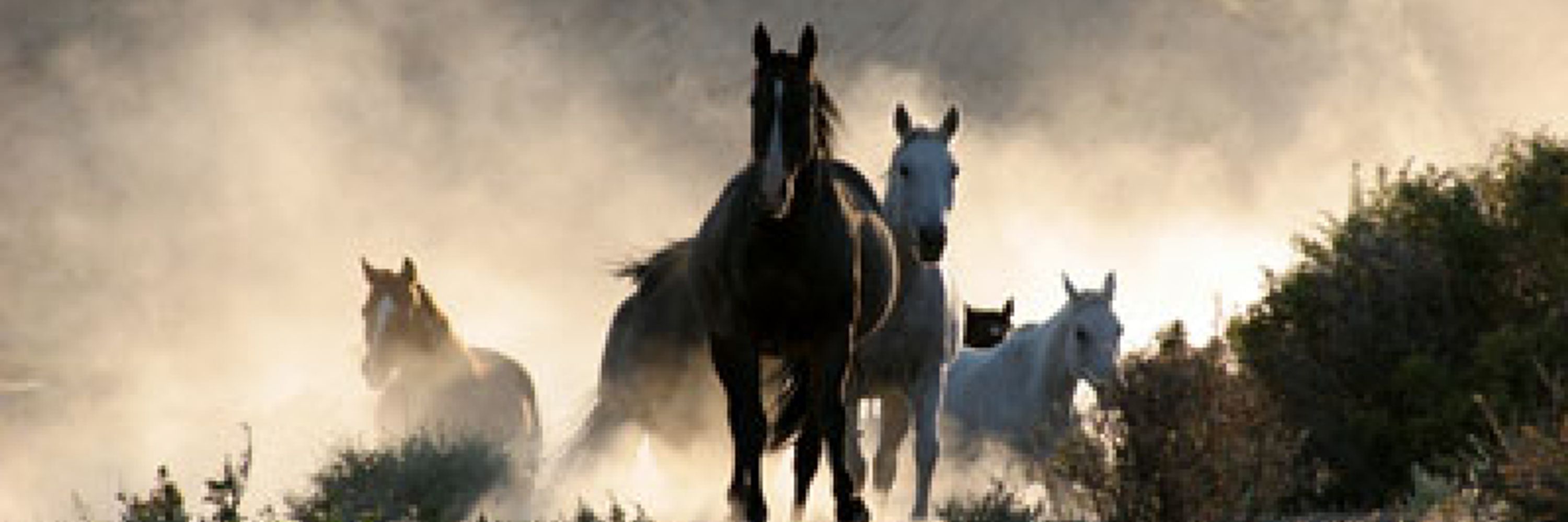 The Equestrian Vagabond