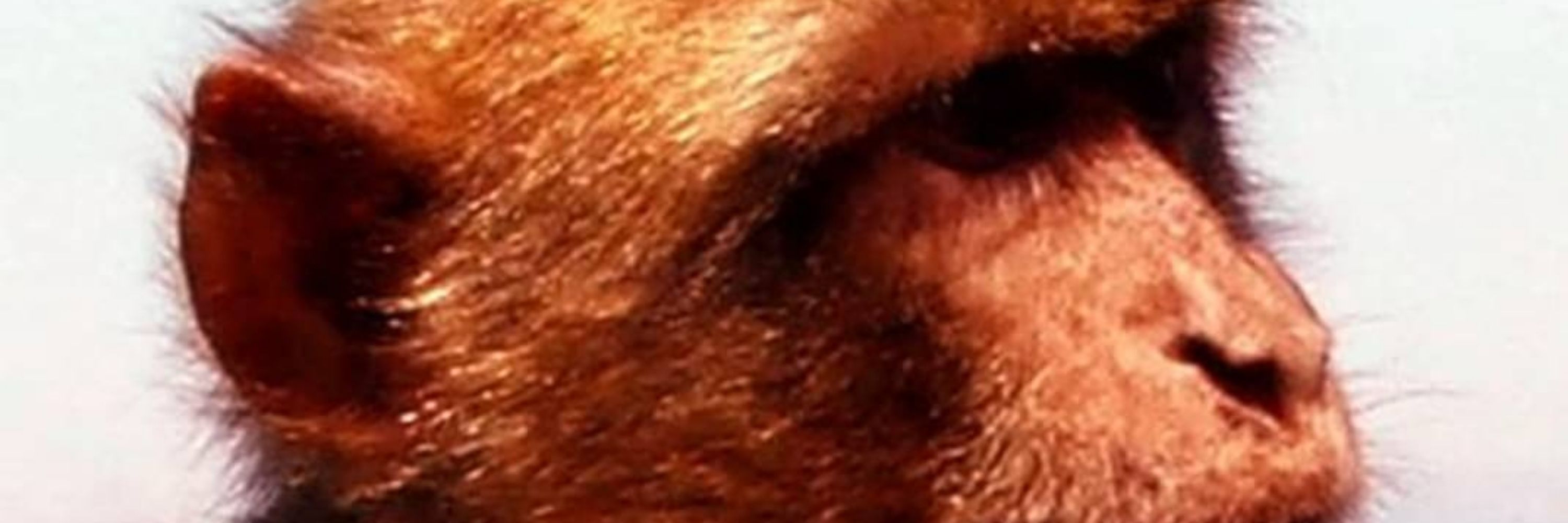 Rusty Rhesus ✴️🐒