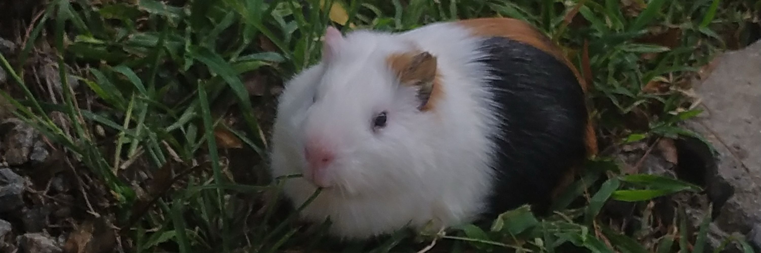 Ary