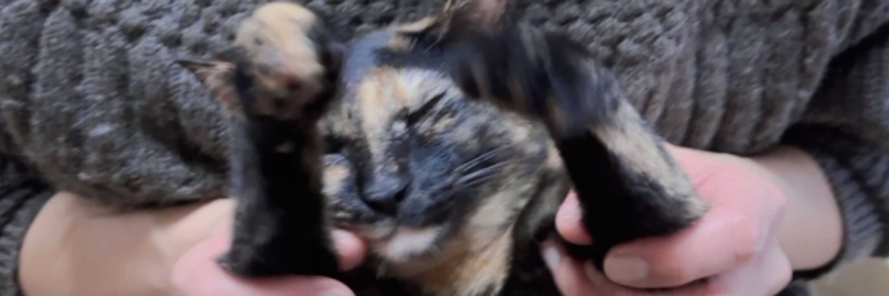 まぁむ