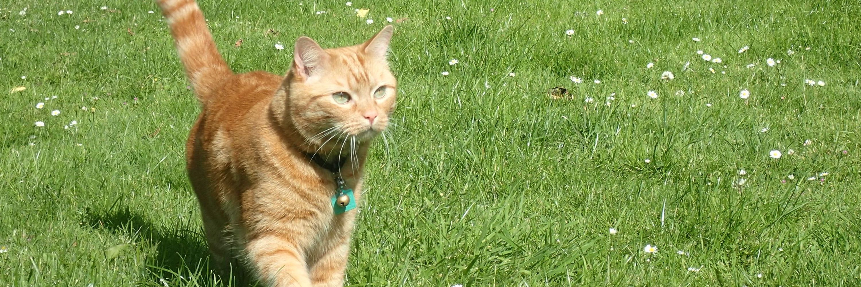 Isobel