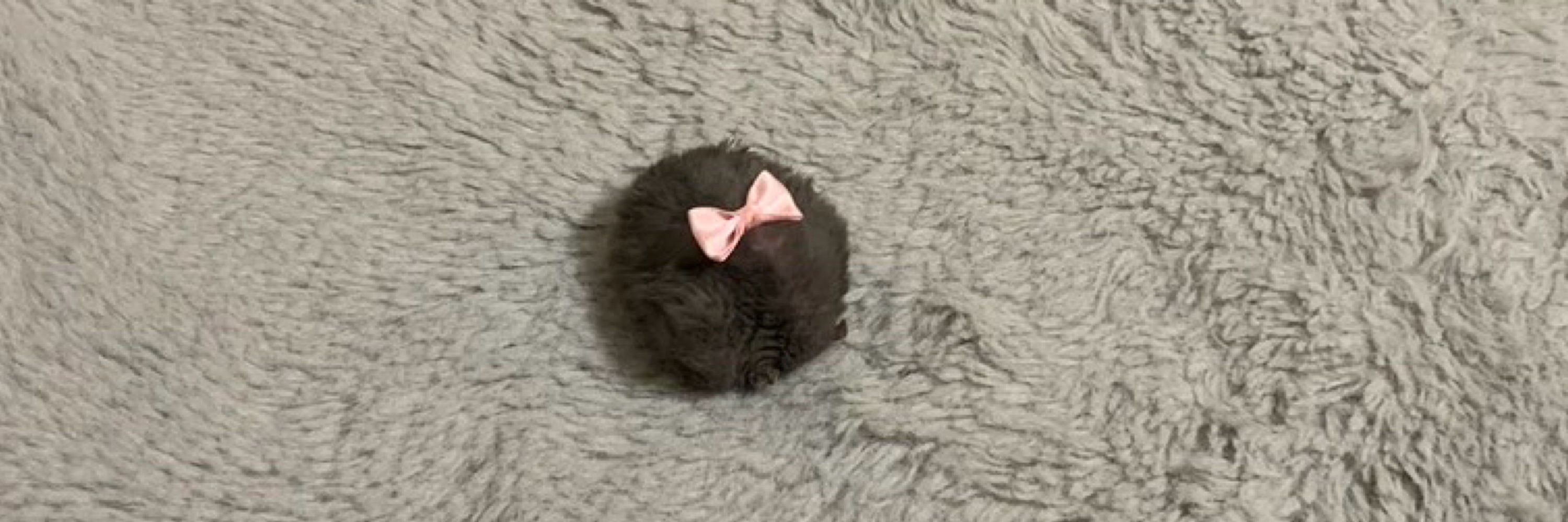 あるふらっぺ