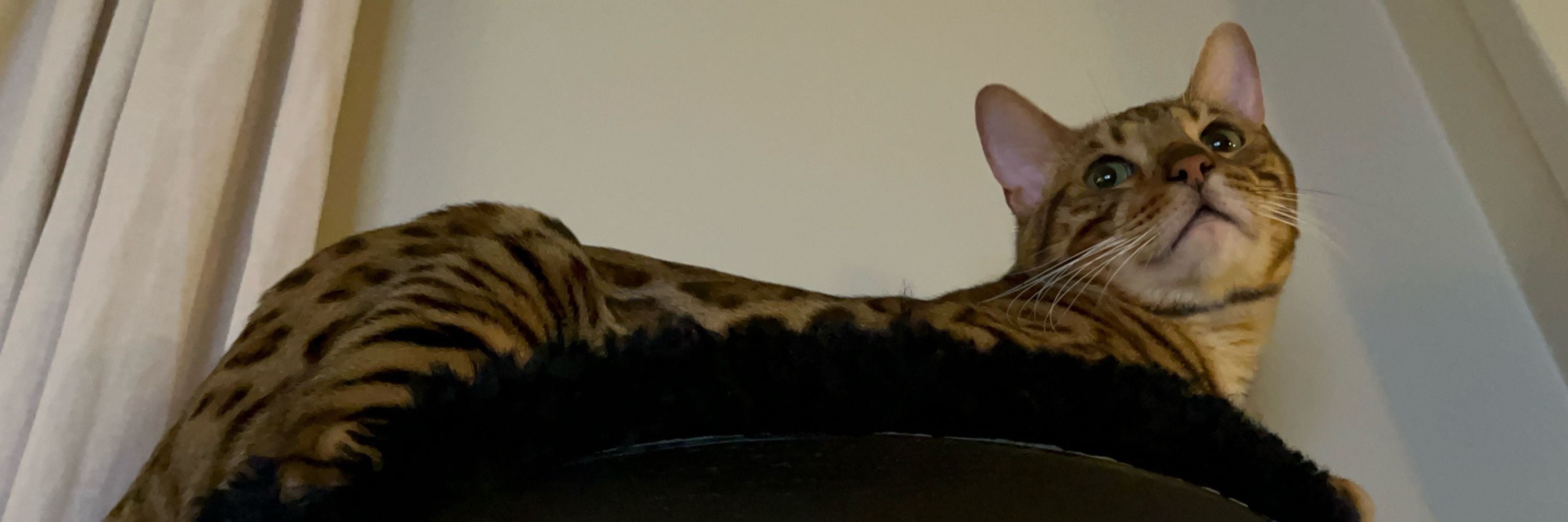 Simon the Bengal