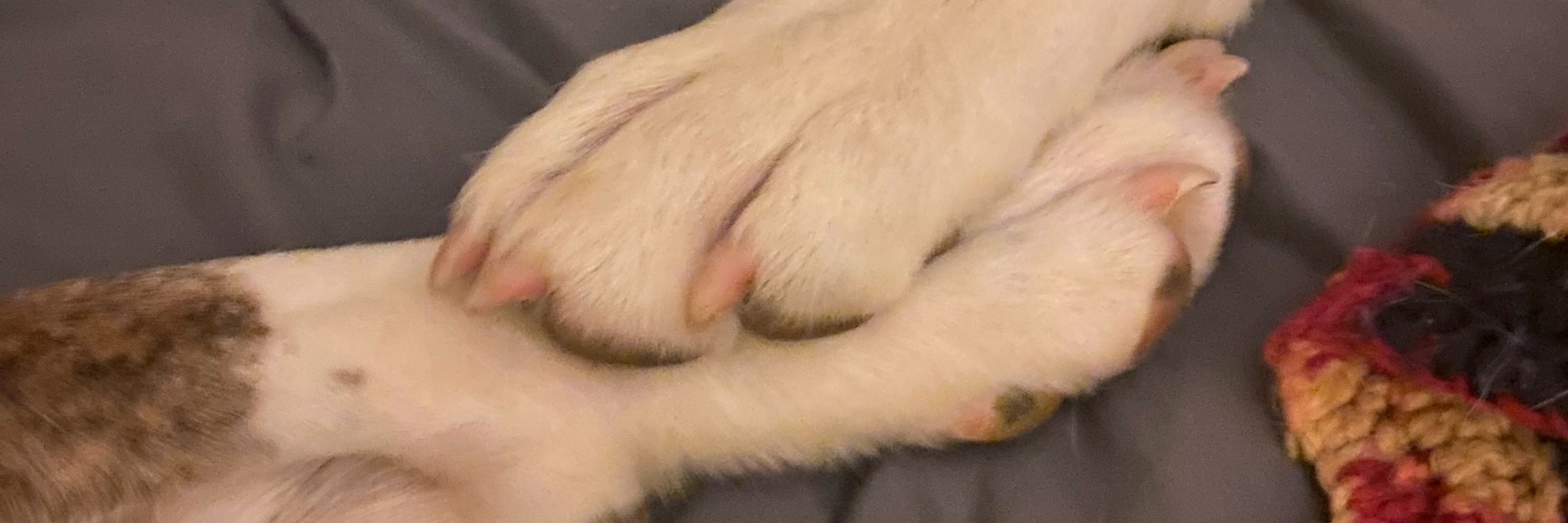 2dognight