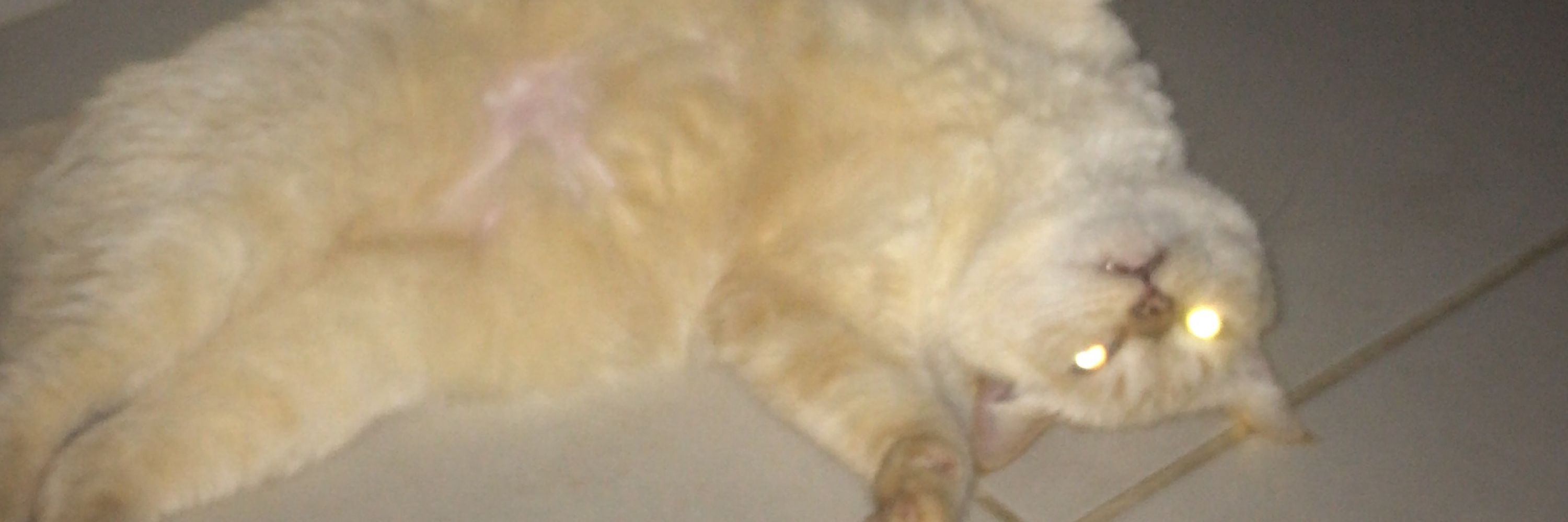 bubola