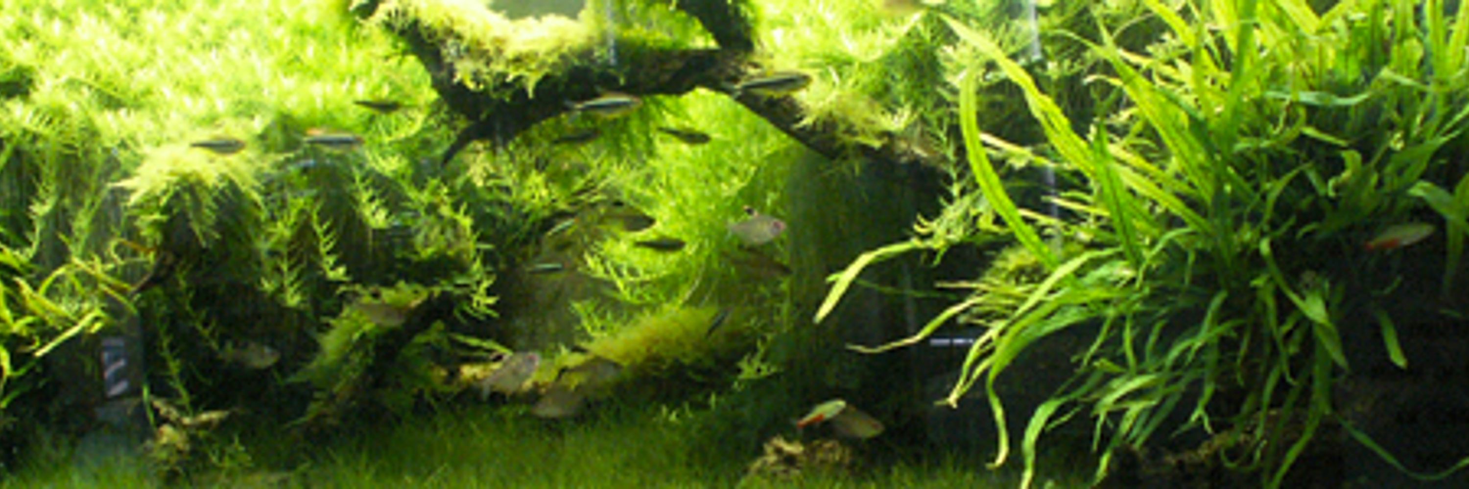 Sacramento Aquarium Society