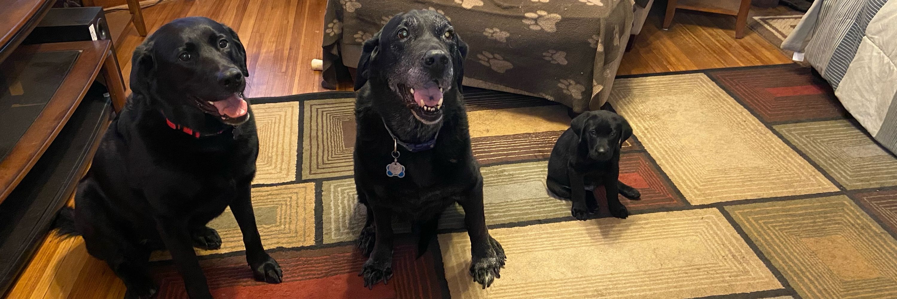 Proud Dog Dad