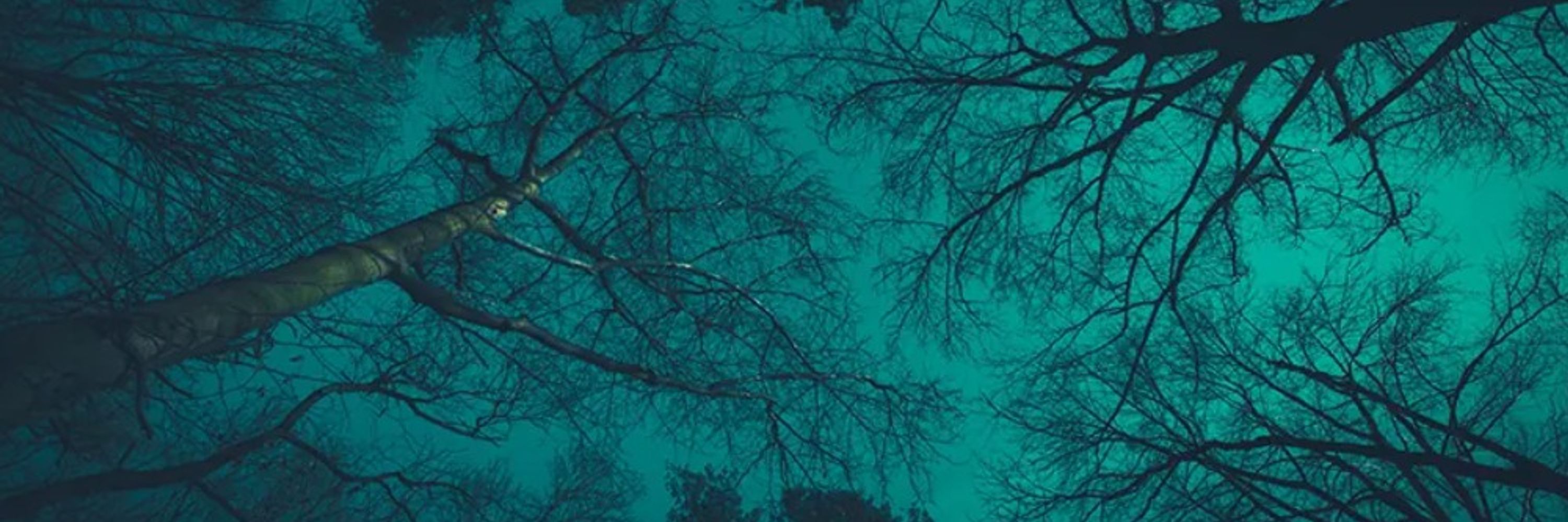 hemlock