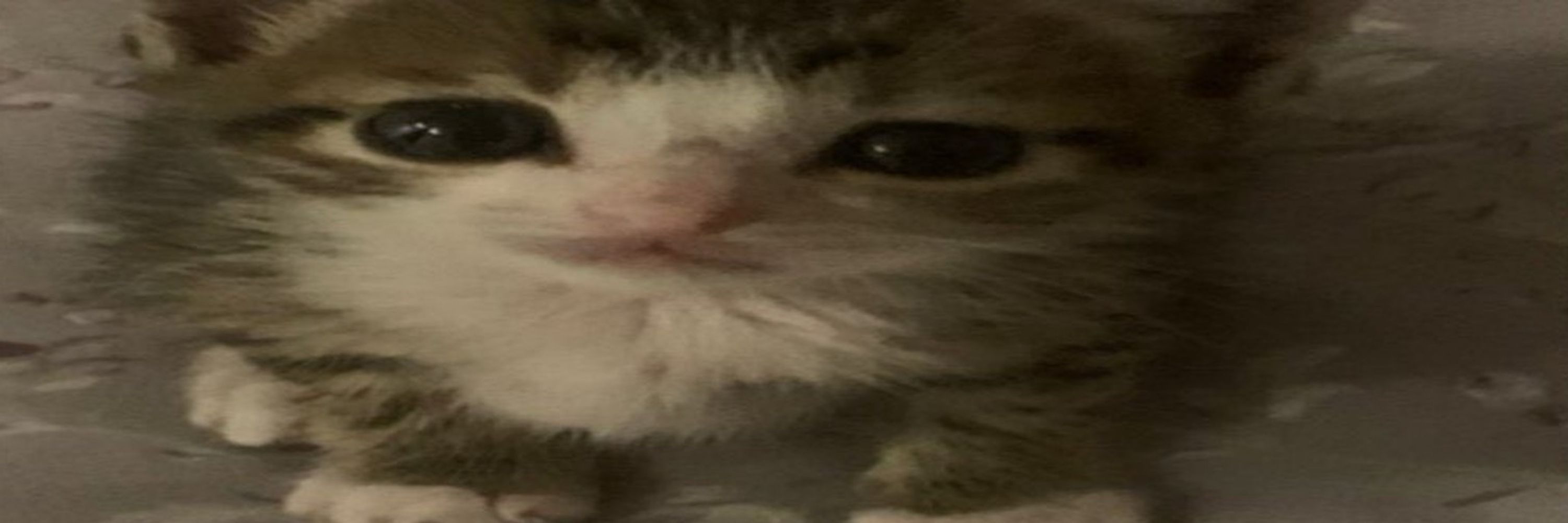 TF