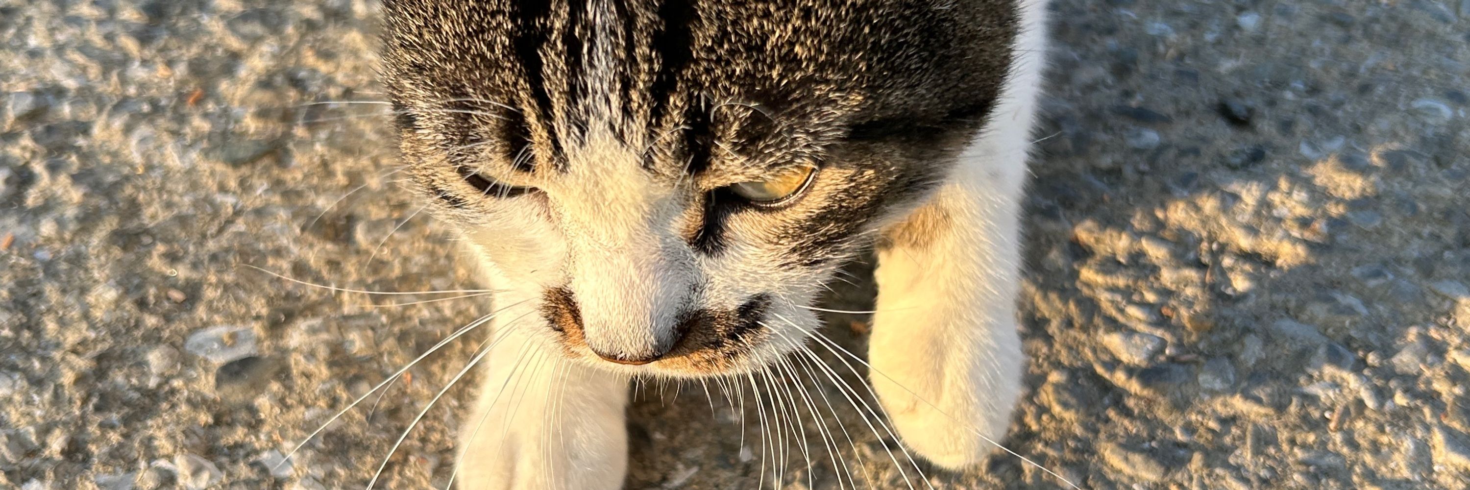 かよこ