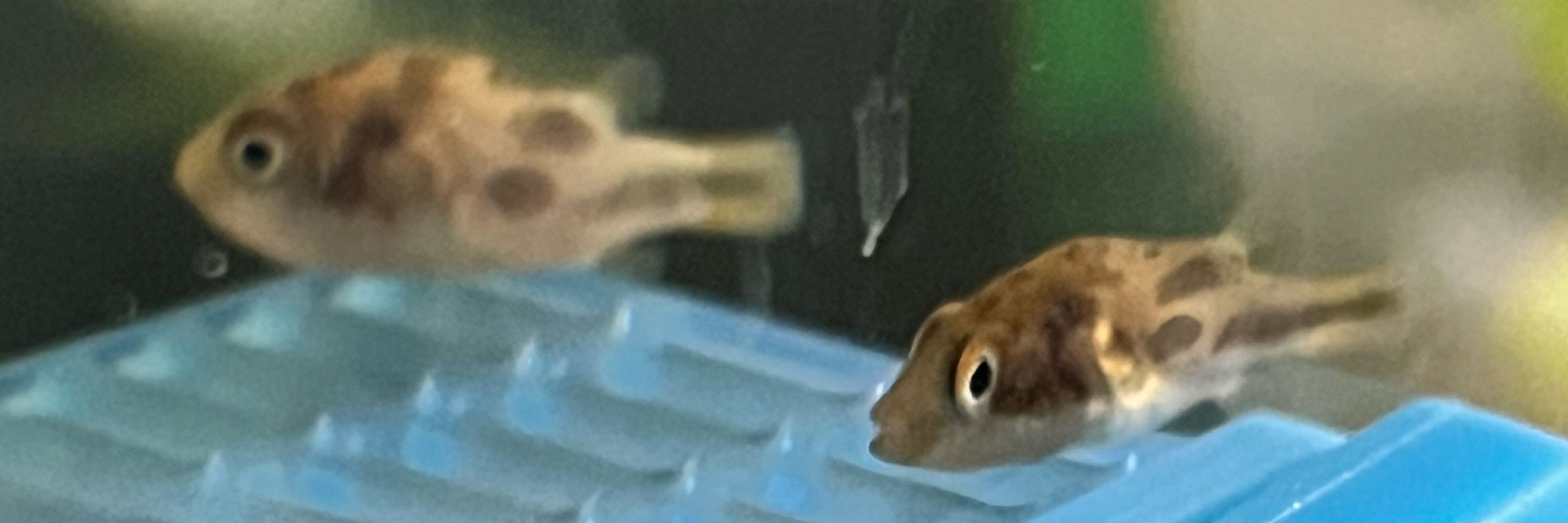 ウメ