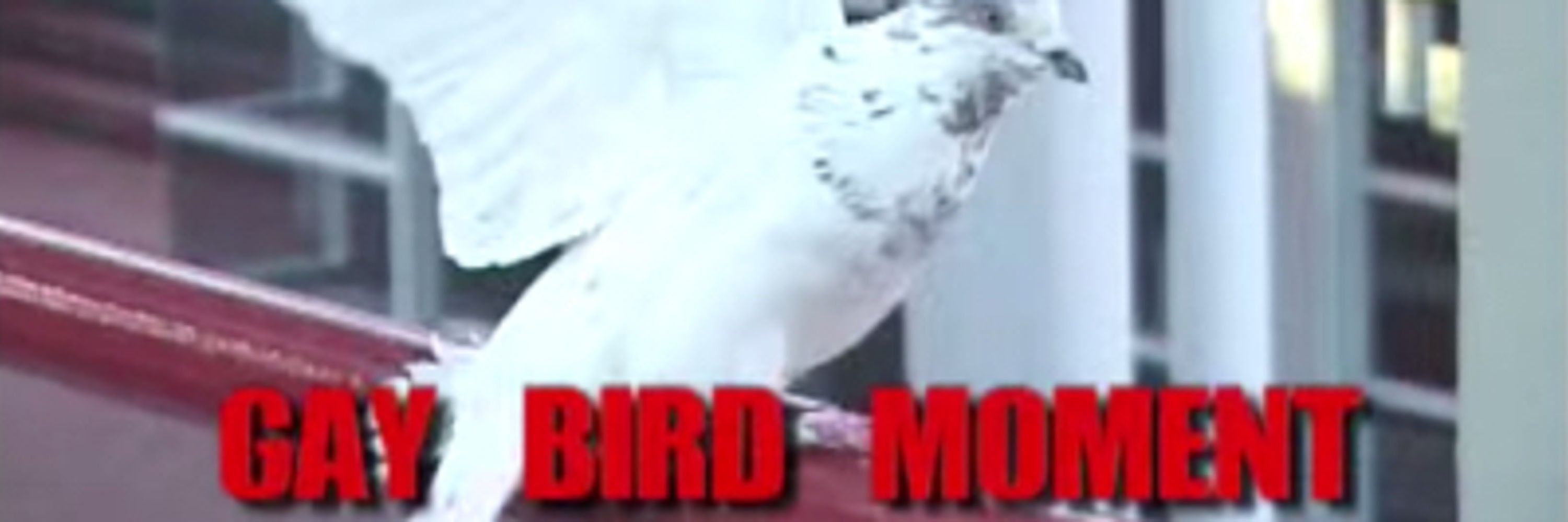 gay bird moment