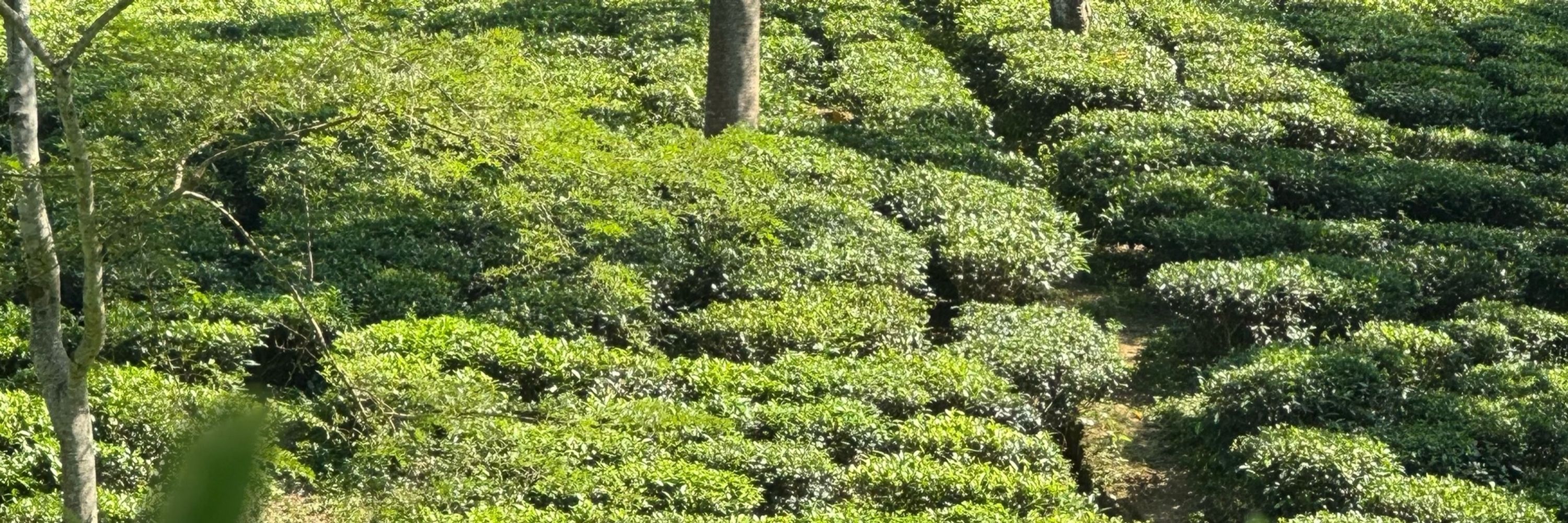Jyothi Vadassery