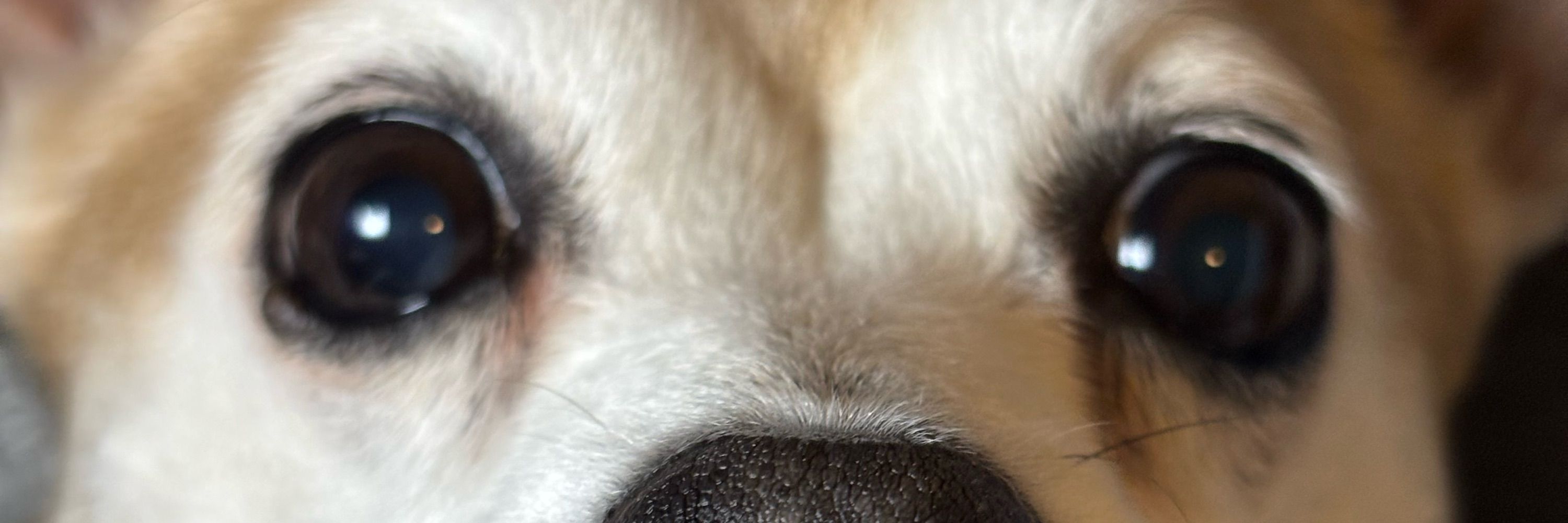 Casey