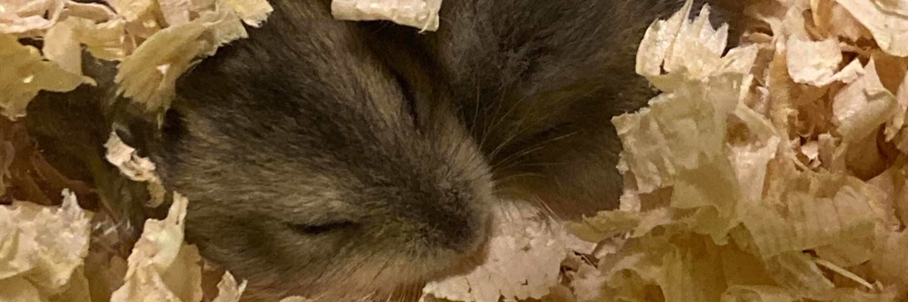 アクティブ陰キャ