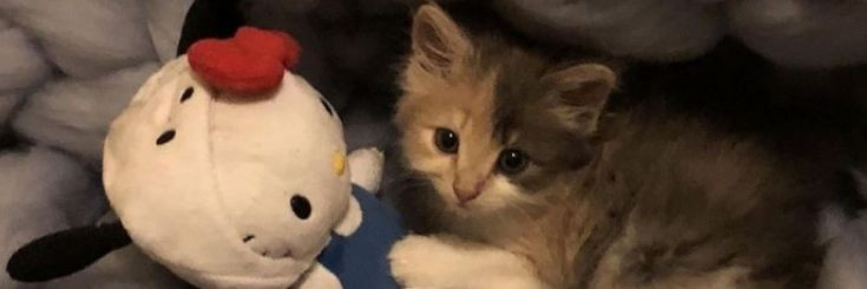 nini 