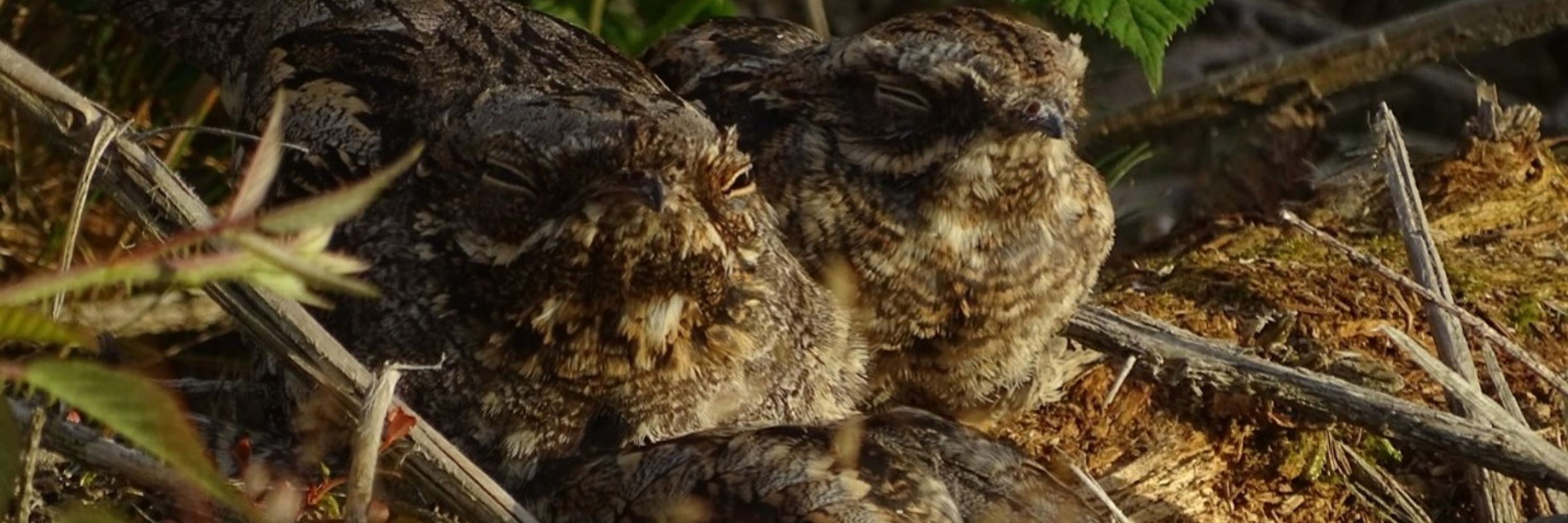 RSPB science