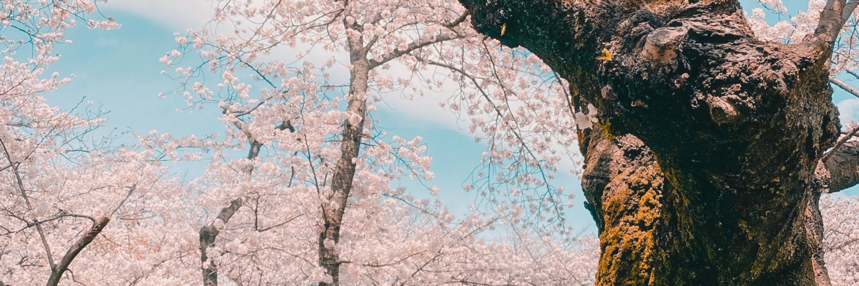 まな