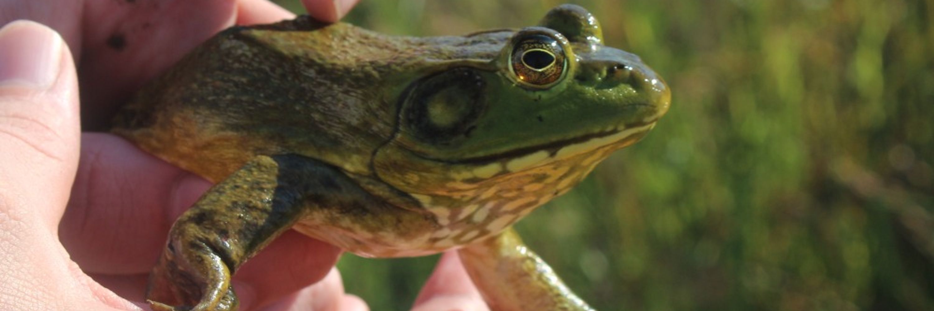 Adam is Gone Froggin