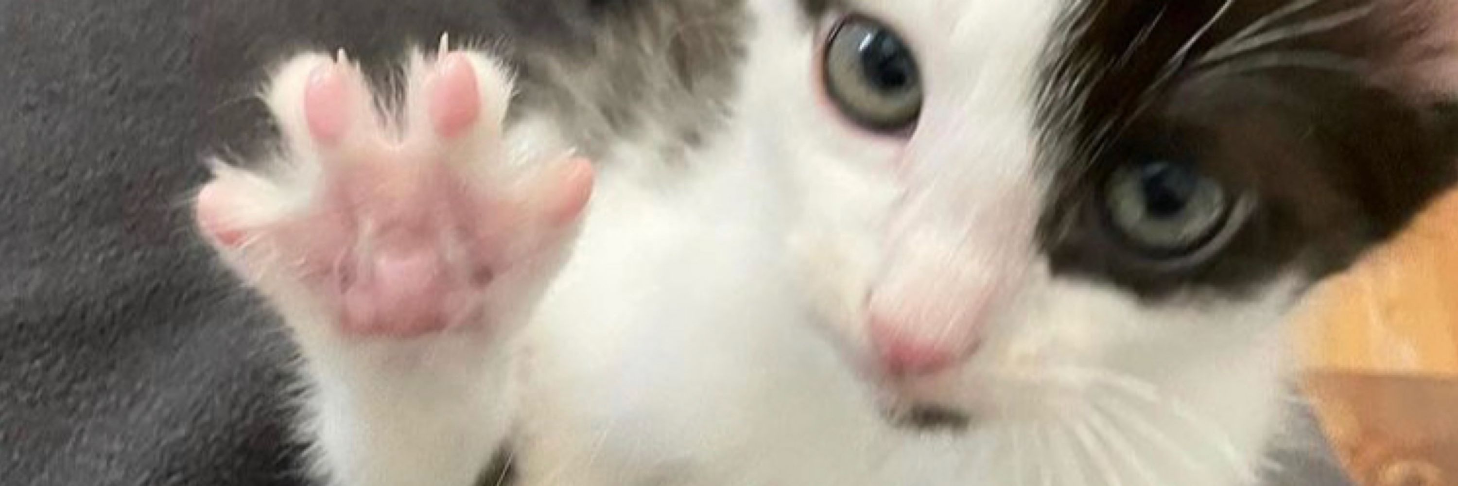 autism kitty
