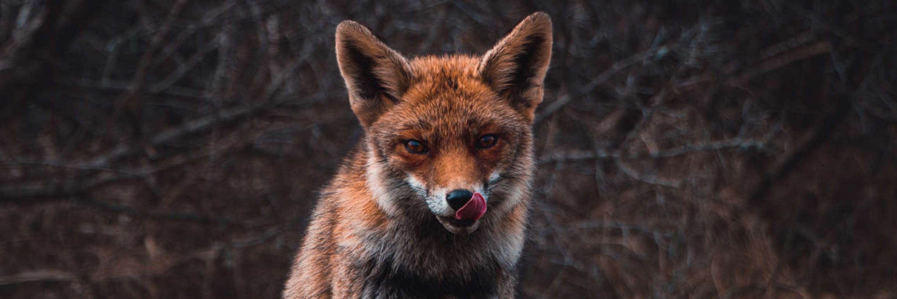 Vulpes