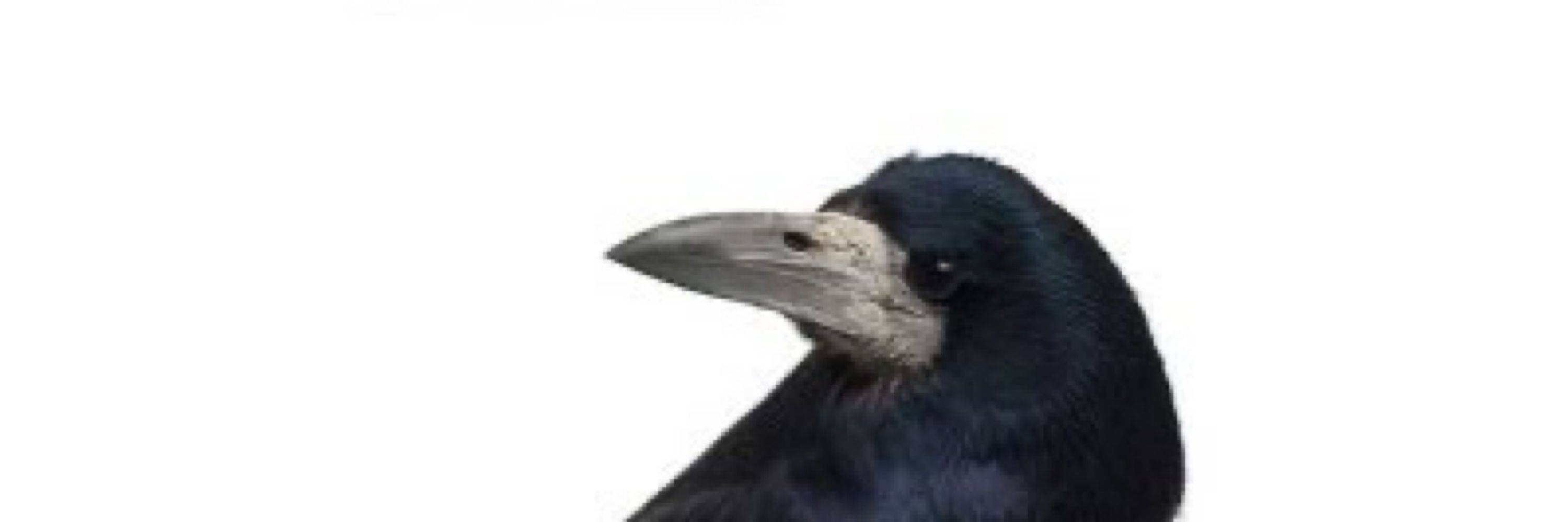 Trypanocorax