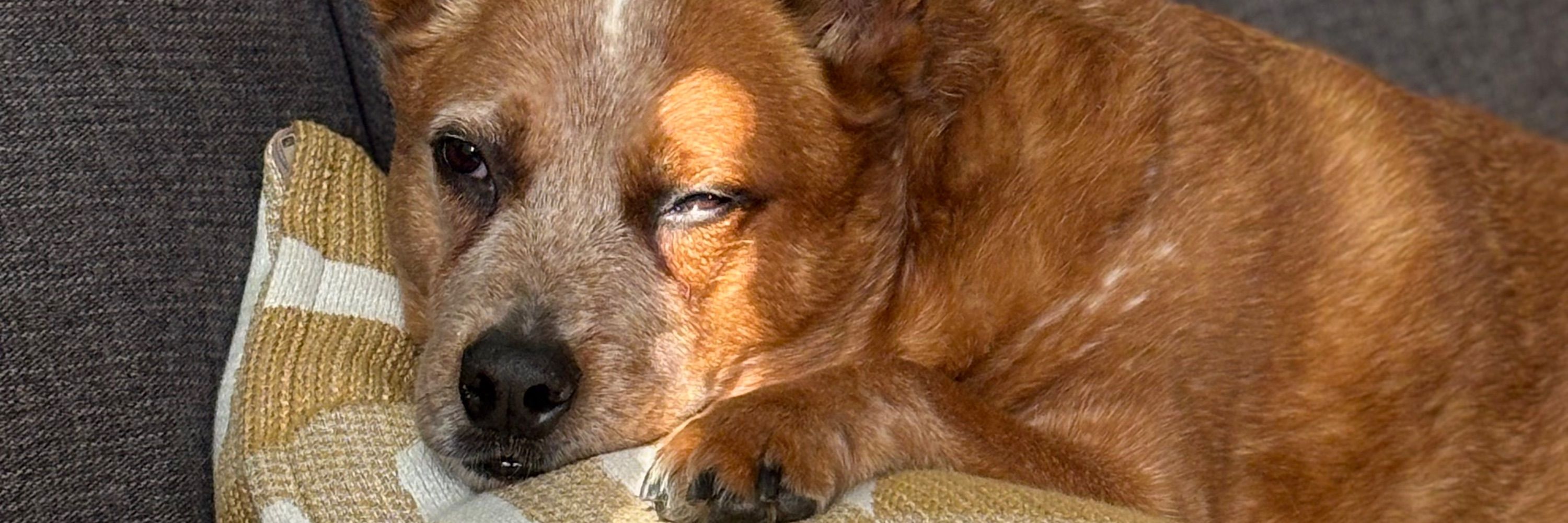 PhEsquireD