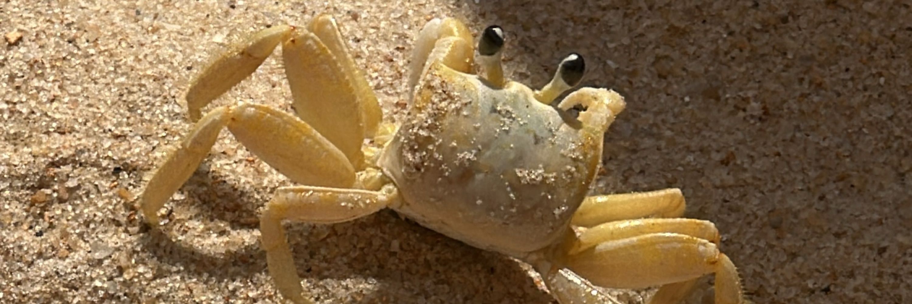 deprê