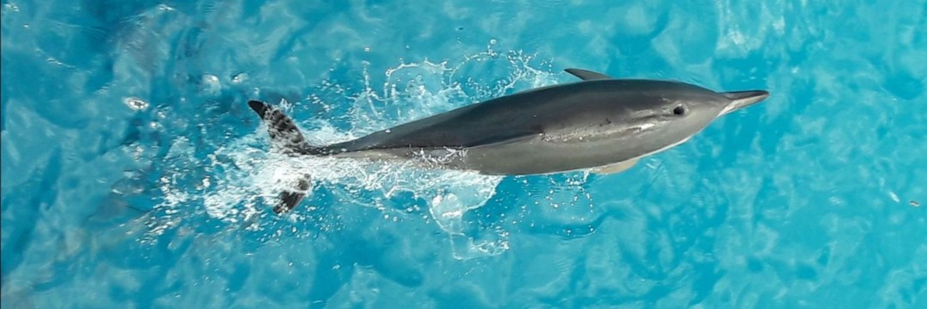 Turcomarinero