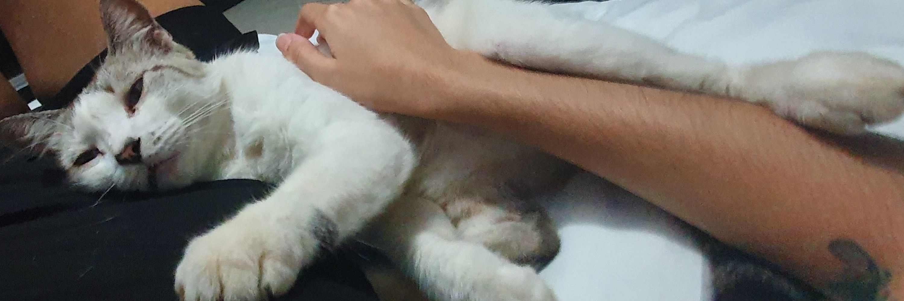 GGzinha🦇
