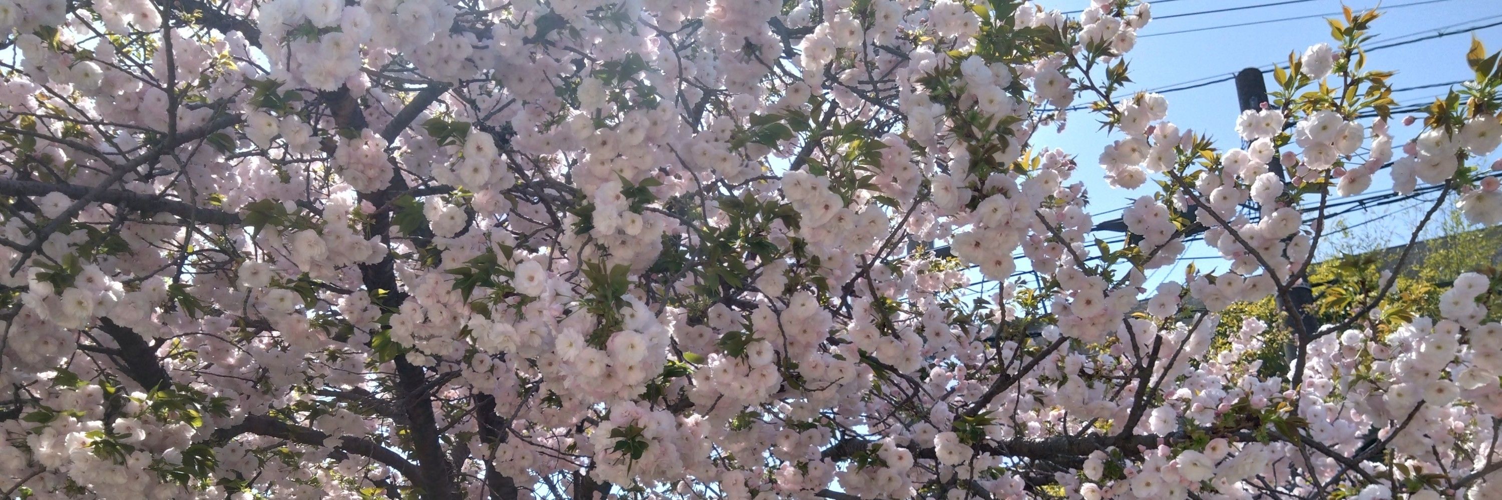 ケンタのおいも